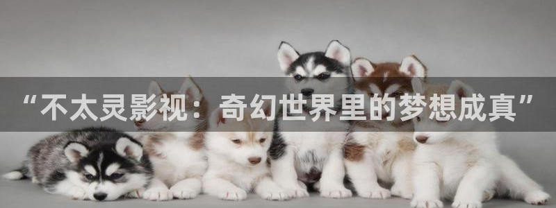 6080新视觉yy午夜：“不太灵影视：奇幻世界里的梦想成真”